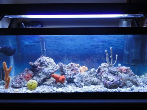 20 gallon long reef tank|More.